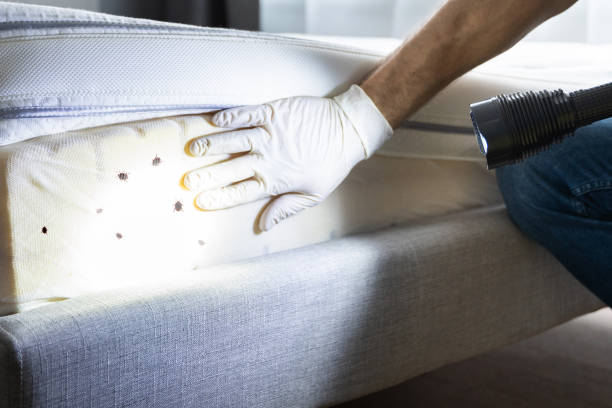 Best Pest Control Near Me  in Oronoque, CT